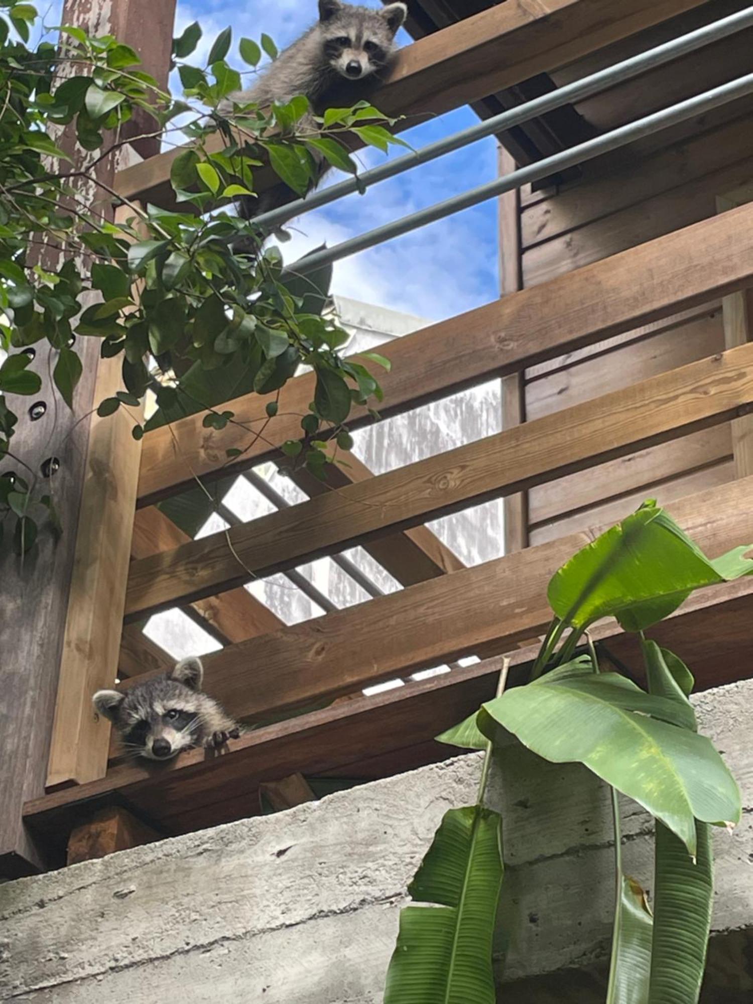 Bungalow Nature Gosier Centre เลอโกซิเยร์ ภายนอก รูปภาพ